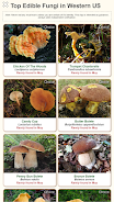 Shroomify - USA Mushroom ID Ảnh chụp màn hình 1