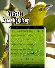 Suara Burung Sirtu Pikat MP3 Offline স্ক্রিনশট 2