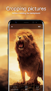 Lion Wallpapers 4K Скриншот 2