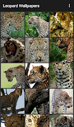 Leopard Wallpapers Schermafbeelding 1