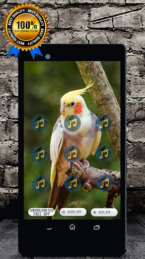 Cockatiel Singing : Cockatiel Sounds Captura de pantalla 2