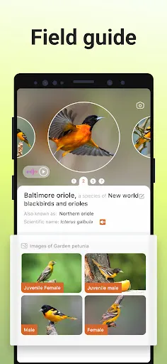 Picture Bird - Bird Identifier Capture d'écran 1