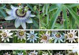 PlantNet Plant Identification Screenshot 3