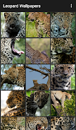 Leopard Wallpapers Schermafbeelding 0