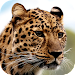 Leopard Wallpapers