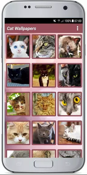 CUTE CAT WALLPAPERS Screenshot 1